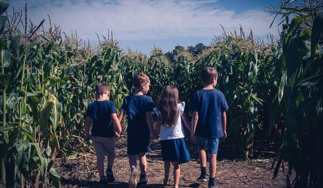 Maze mazes for children of all ages and family fun in the countryside