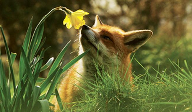 BWC-Fox with Daffodil