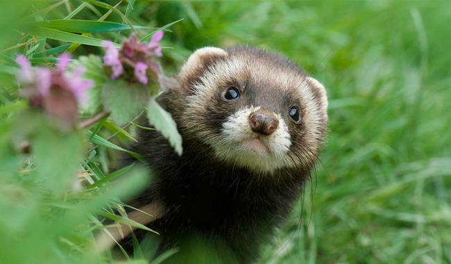 Polecat at British Wildlife Centre, Surrey