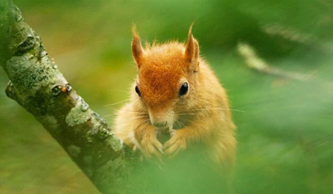 British Wildlife Centre
