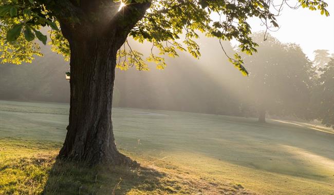 Tree Listening Project