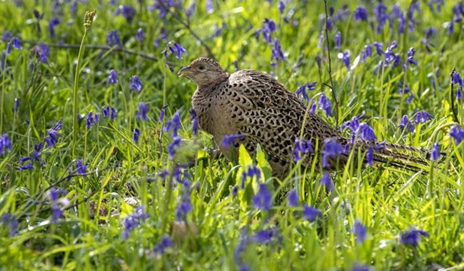 Dawn chorus walk