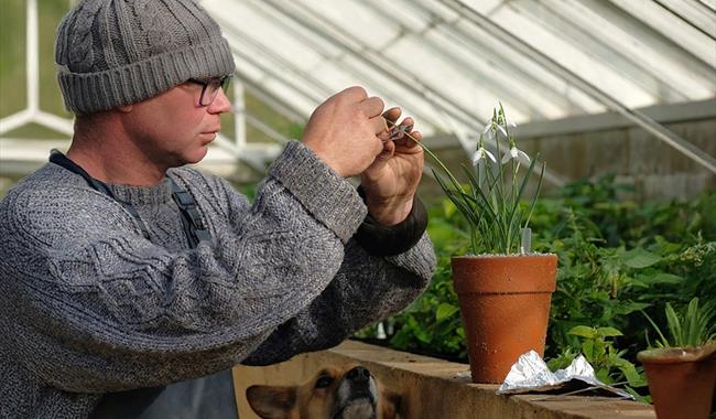 Man touching flowers in greenhouse.