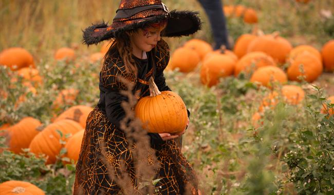 The Rogate Pumpkin Patch