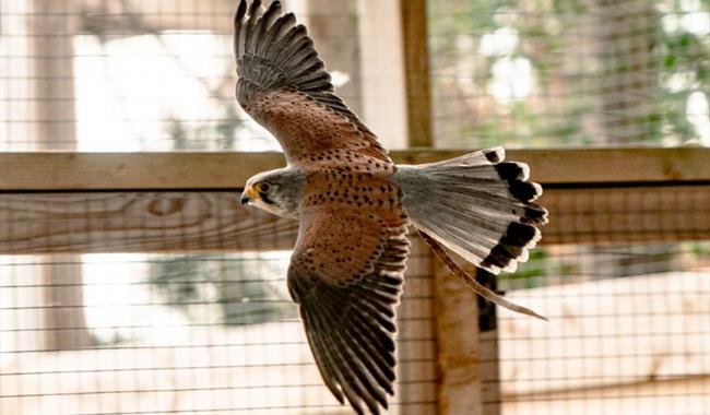 Kestrel in flight at Hogshaw Farm & Wildlife Park