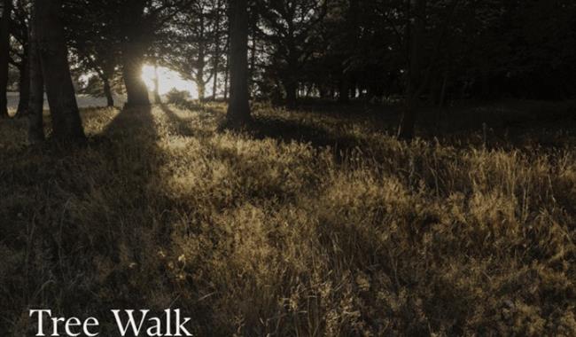 Tree Walk at Painshill