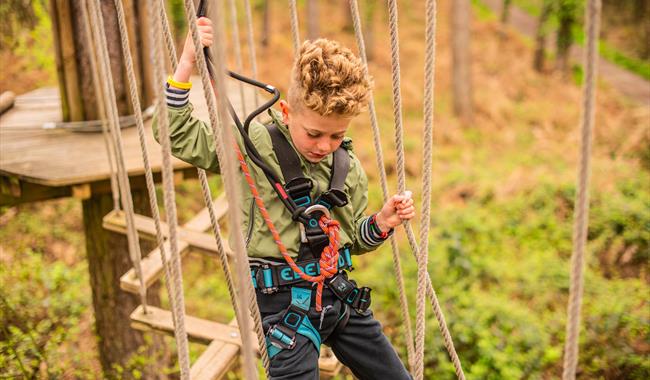 Treetop Adventure