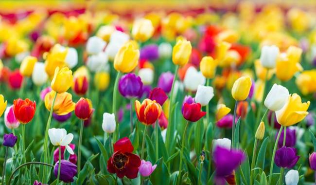 Welcome spring with the fields of Tulips at Tully's Farm, West Sussex