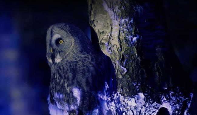 Winter Woodland Lights