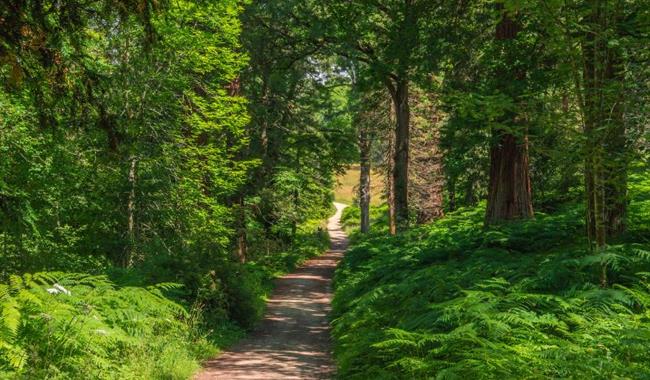 Forest at Wakehurst