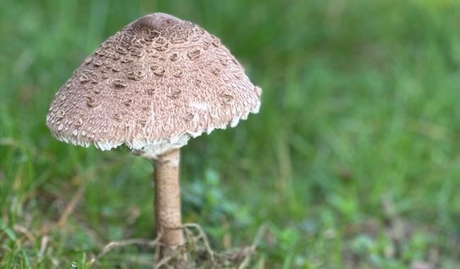 Autumn Fungi Walks