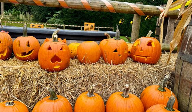 Rows of brightly coloured orange pumpkins, some have faces carved into them and some are sitting there waiting to be carved. They are all on straw bal
