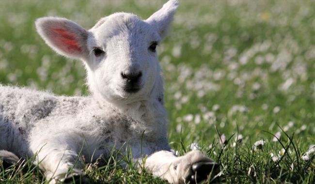Lamb Cuddles at Farmer Gows, Oxfordshire