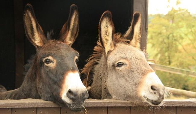Isle of Wight Donkey Sanctuary Experience