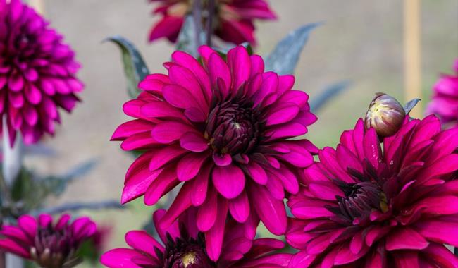 Dahlia Portrait