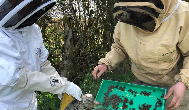 Beekeeping Course