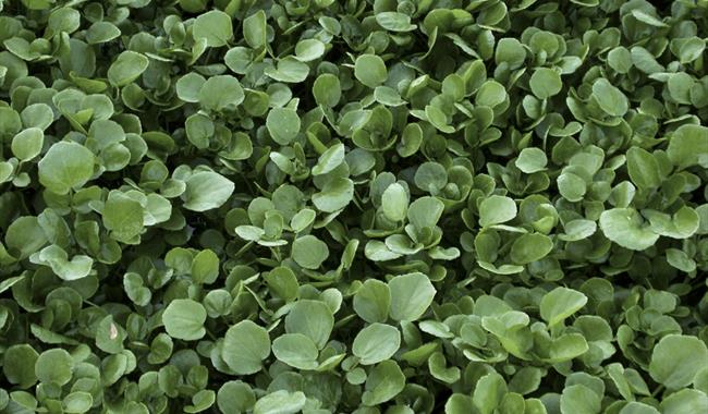 Watercress festival, Alresford nr Winchester