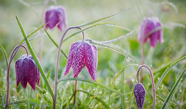 Fritillary Season at Waterperry Gardens