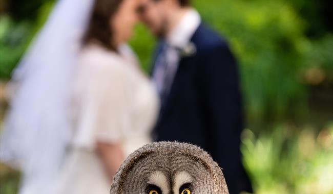 a great grey owl perched on a log in front of a bride and groom kissing
