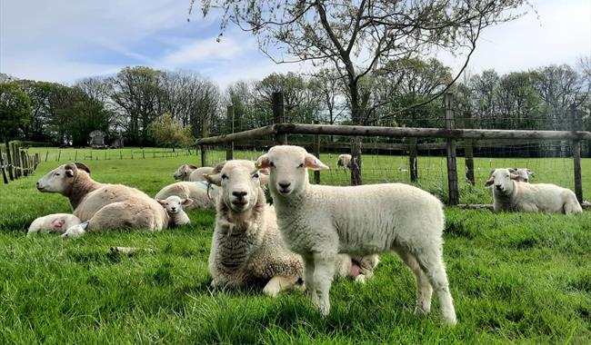 lambs in field