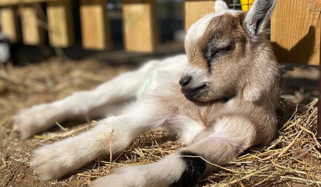 baby goat laying in the sun