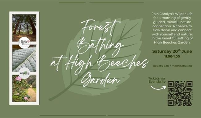 Forest Bathing at High Beeches Garden