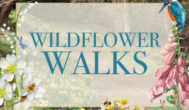 Wildflower Walks
