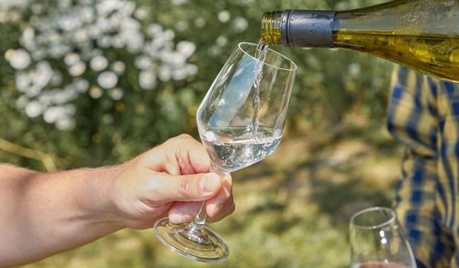 Silverhand Estate Guided Wine Tasting