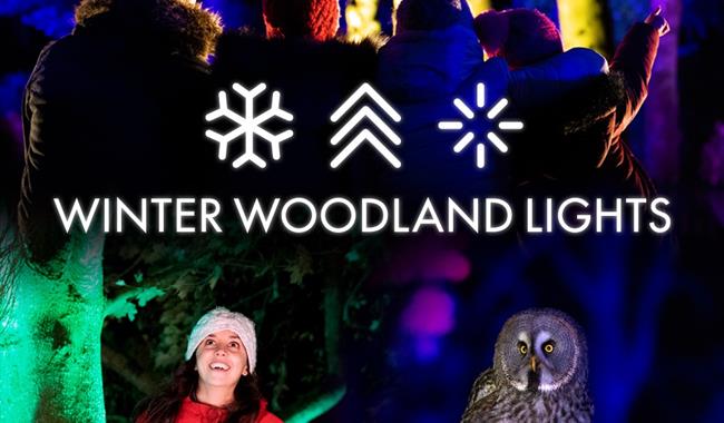 Winter Woodland Lights at Hawk Conservancy Trust