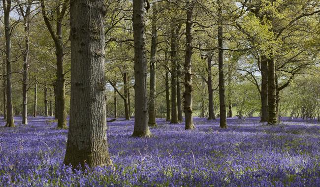 Medieval Woods of Wiston