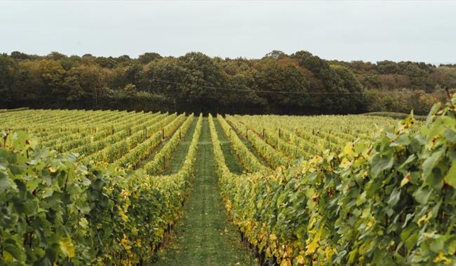 Yoga in the Vines at Balfour Winery