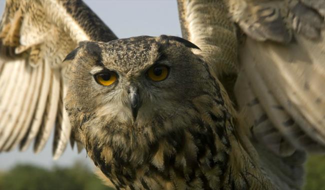 Haven Falconry