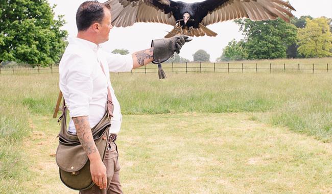 Kent Falconry Centre