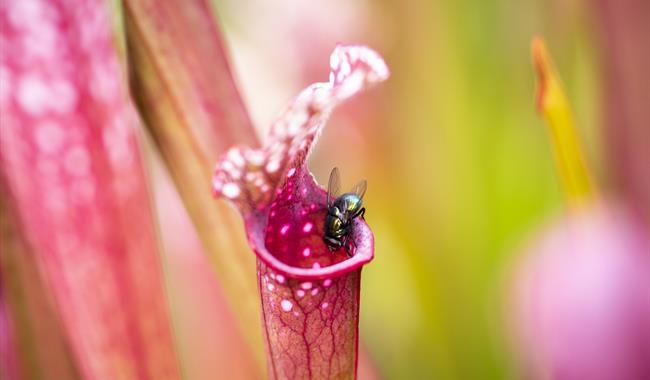 sarracenia with fly