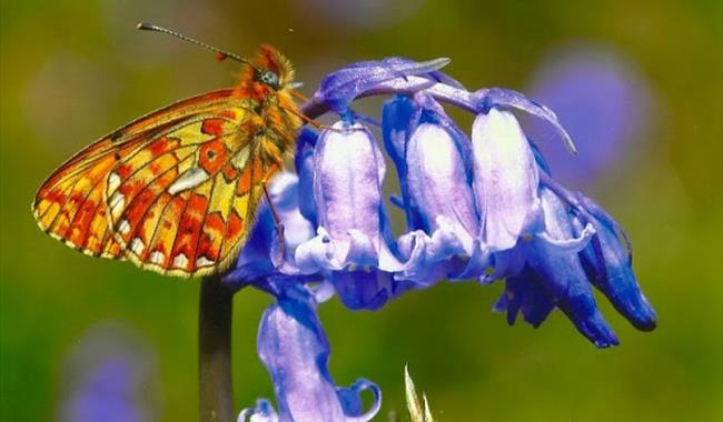 Butterfly on Bluebell at Arlington Bluebell Walk