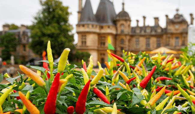 Chilli Fest