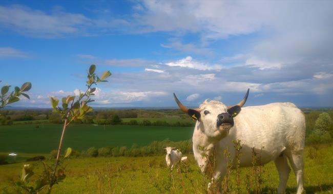 Farming for Food – Native Breeds