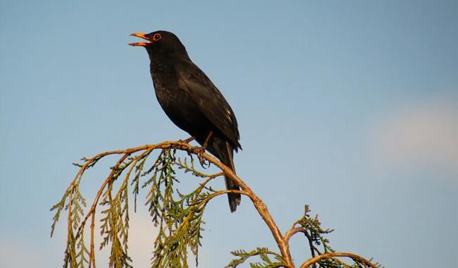 blackbird singing