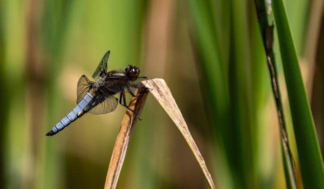 Dragonfly Foot Safari