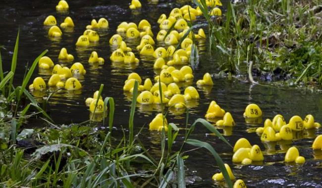 Storrington Duck Race