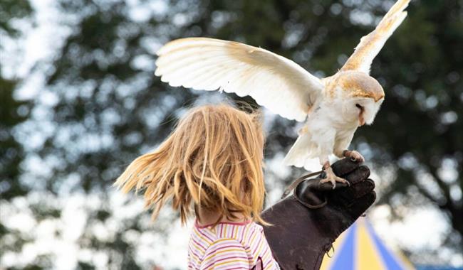 Image of the falconry display