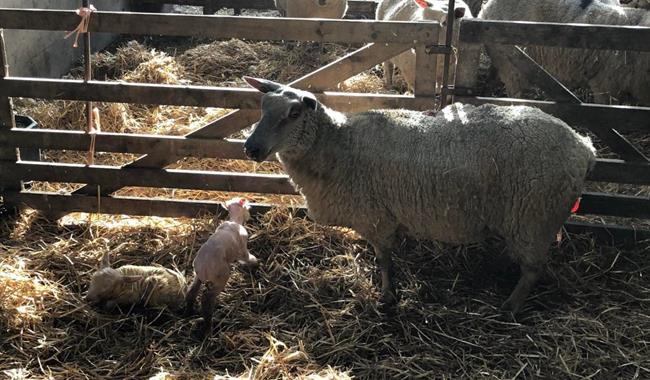 Visit the Lambing Yard at Coombes