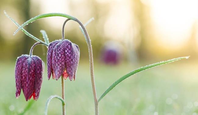 Fritillary Season at Waterperry Garden