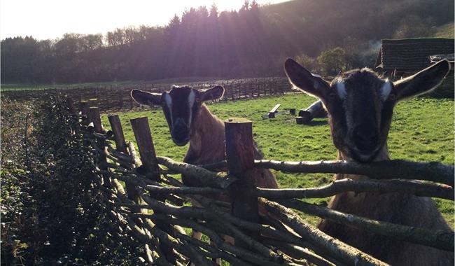 Butser Ancient Farm