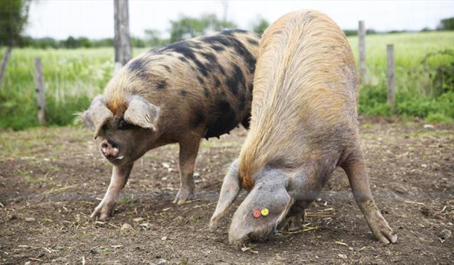 Hogshaw Farm & Wildlife Park