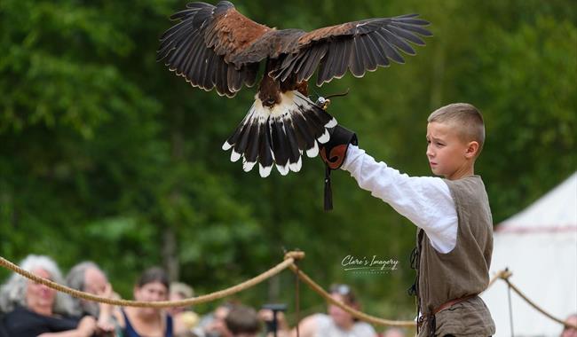 February Half Term: Hawking About Birds of Prey