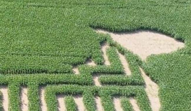 Coombes Amazing Maize Maze