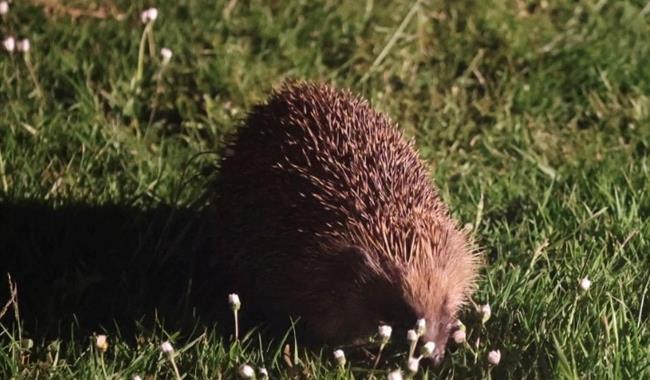 Hedgehog