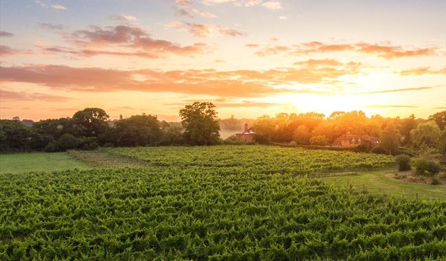 Oaken Grove Vineyard