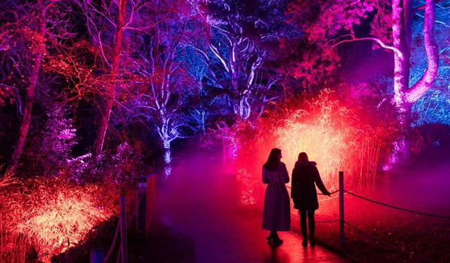 Two women walking through trees lit up red, blue and purple.